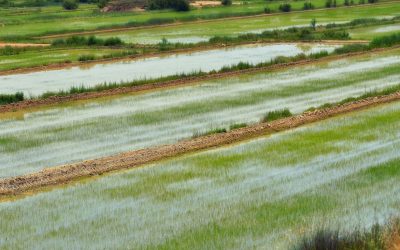 El sector arrocero de Aragón busca proteger su producción mediante la creación de una nueva figura de calidad diferenciada