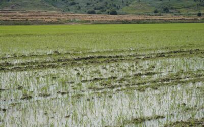 ROMPIENDO MITOS SOBRE EL USO DEL AGUA EN EL CULTIVO DEL ARROZ